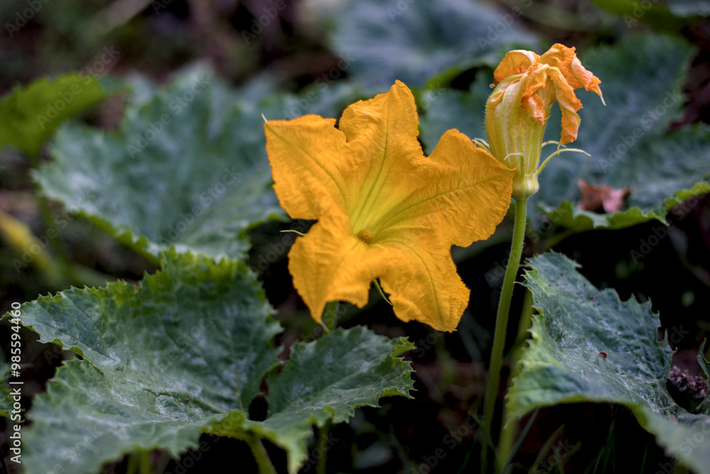 Photo of yellow pumpkin flower in the garden