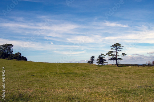 Three trees against a blue sky with light clouds