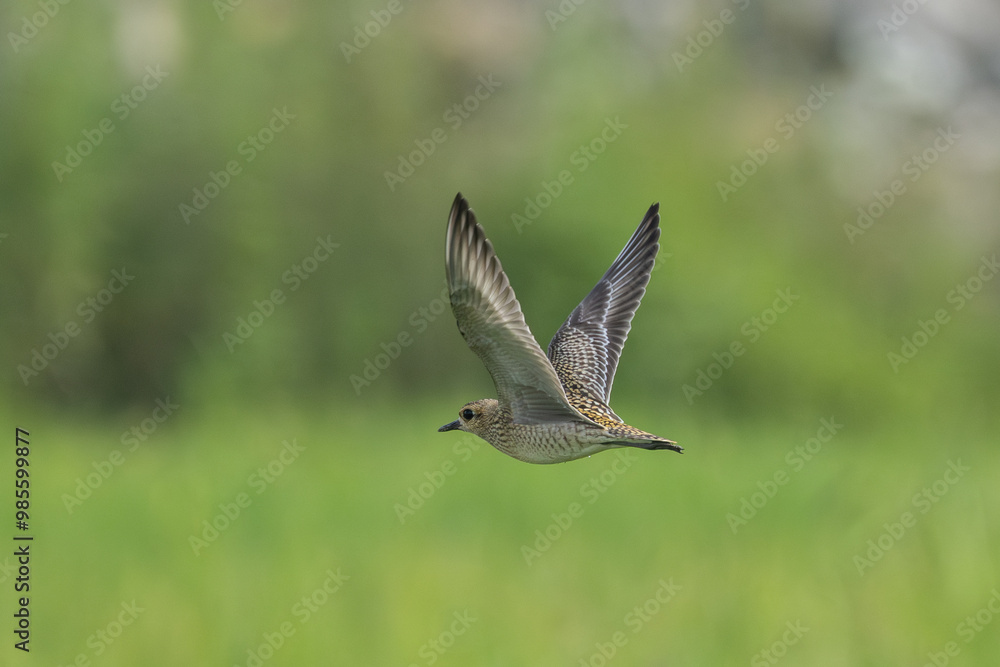 Pacific Golden Plover in flight open wings with a green depth of field background. Pacific Golden Plover in flight open wings with a green depth of field background.
