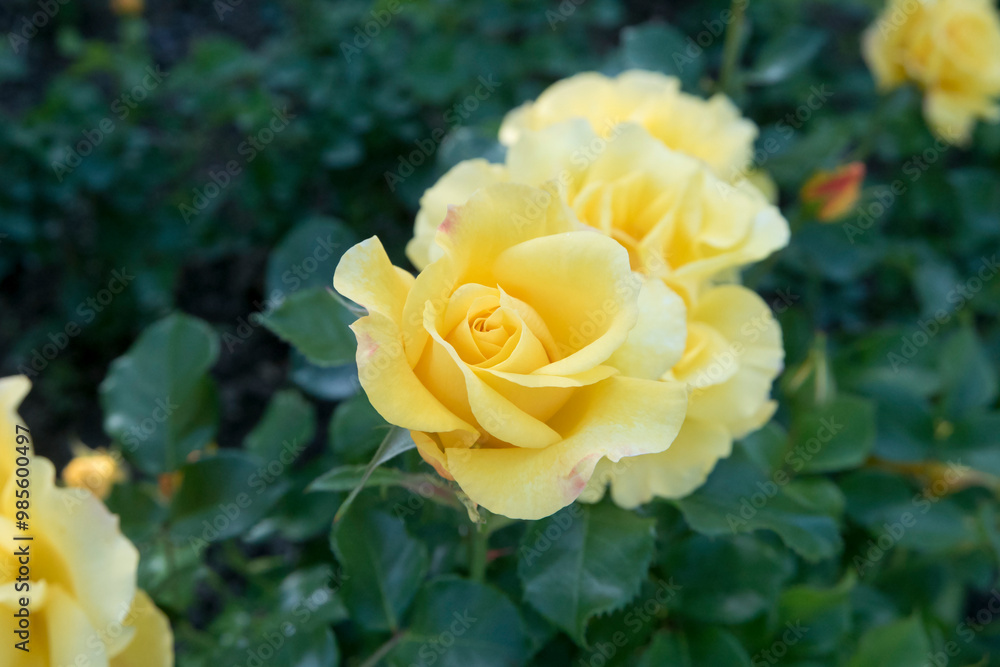Blooming Beautiful Yellow Rose Flowers With Green Leaves Blooming Beautiful Yellow Rose Flowers With Green Leaves