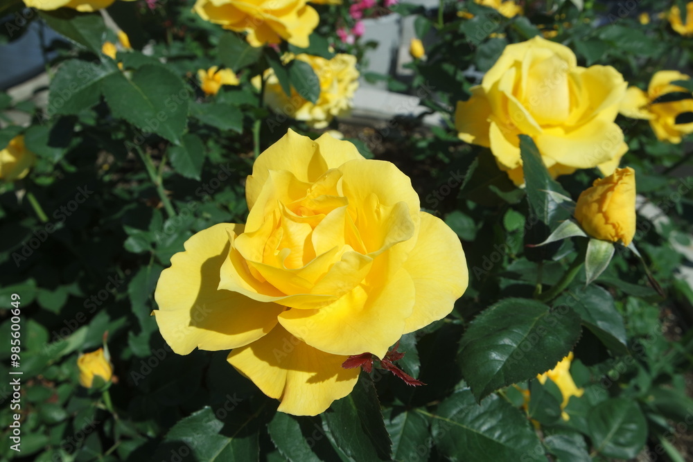 Blooming Yellow Rose Flowers With Green Leaves Blooming Yellow Rose Flowers With Green Leaves