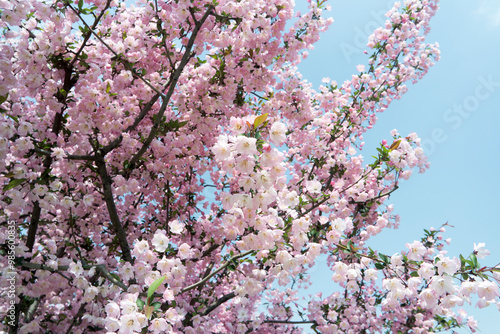 Hall Crabapple Malus halliana Pink And White Flowers photo