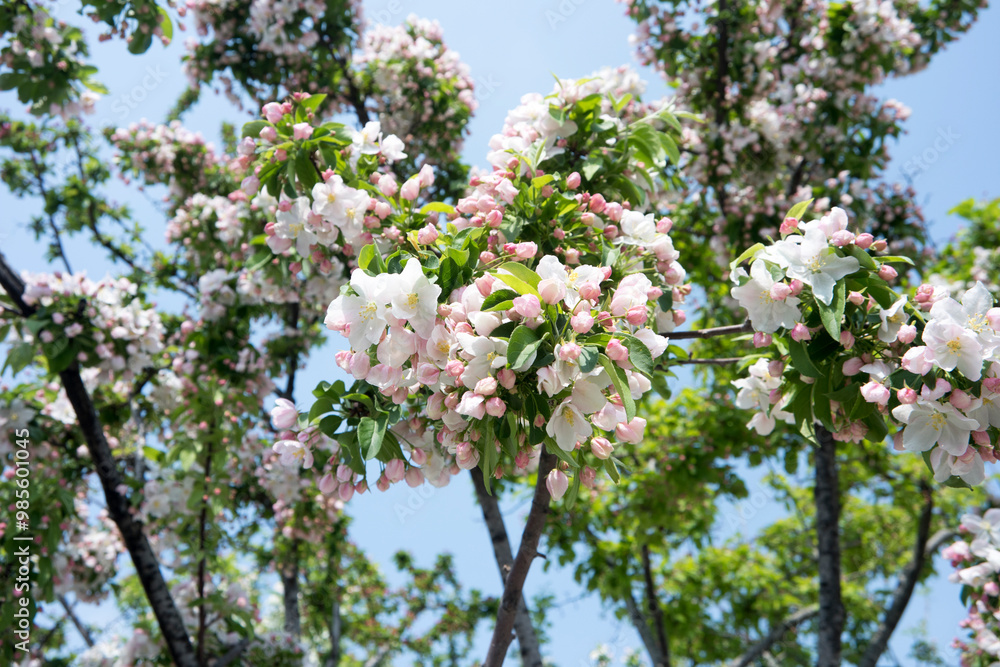 Malus prunifolia Crab Apple Tree Branch With Pink Flowers And Buds Malus prunifolia Crab Apple Tree Branch With Pink Flowers And Buds