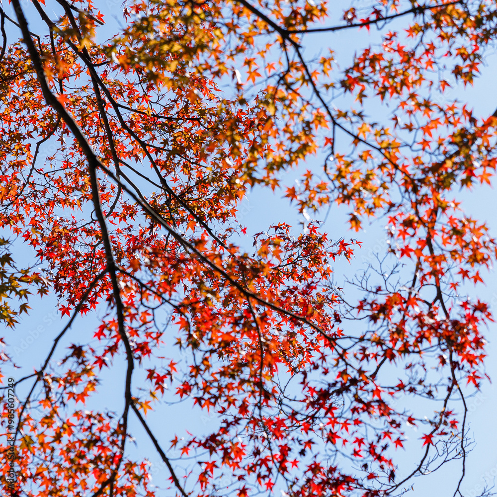 Red and orange autumn background scene of red maple leaves against blue sky. Natural Autumn seasonal composition. Red and orange autumn background scene of red maple leaves against blue sky. Natural Autumn seasonal composition.