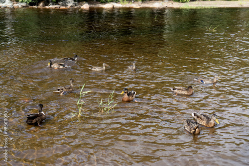 Wallpaper Mural Wild ducks on the shore of a forest lake. A flock of waterfowl near the water Torontodigital.ca