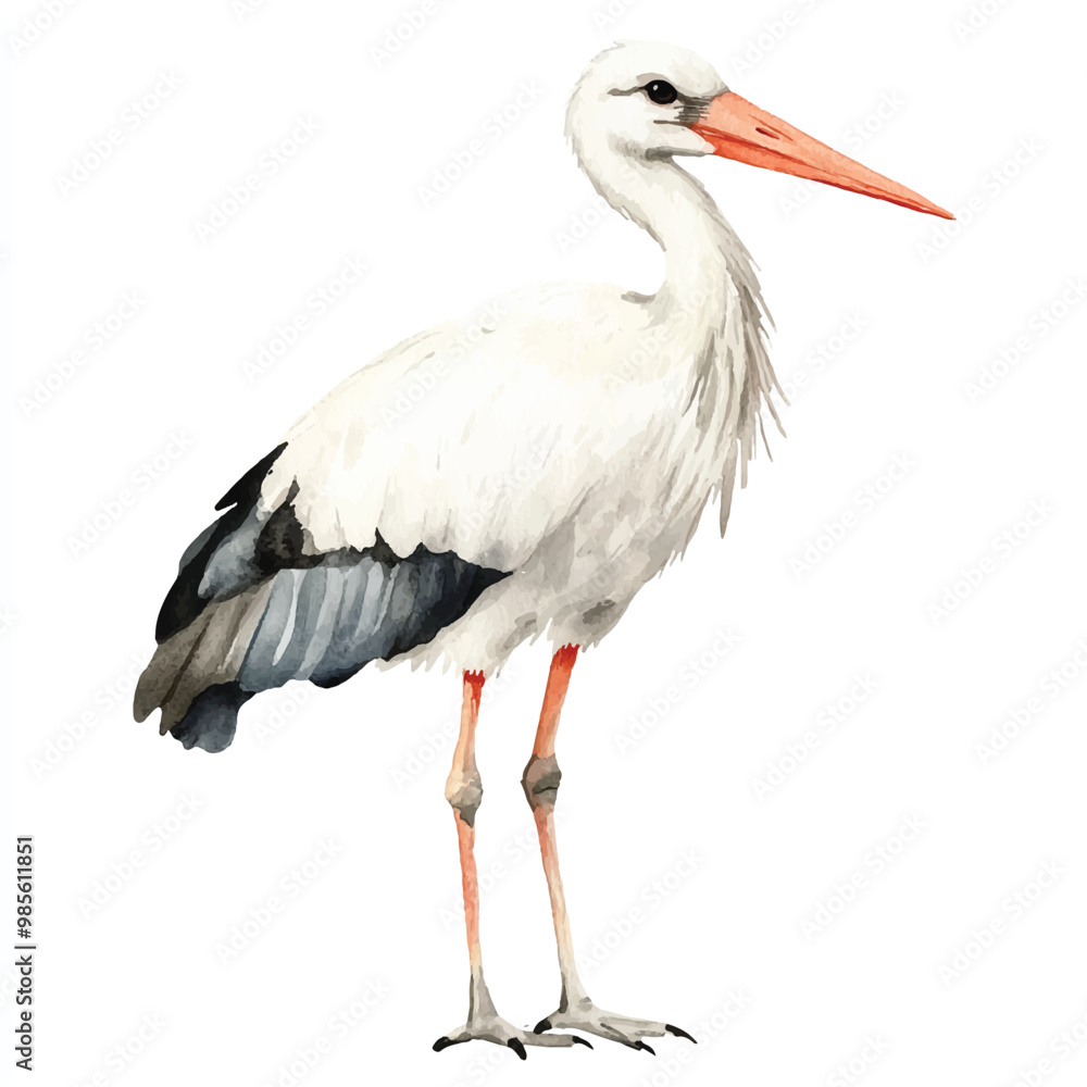 Fototapeta premium Stork watercolor clipart illustration isolated