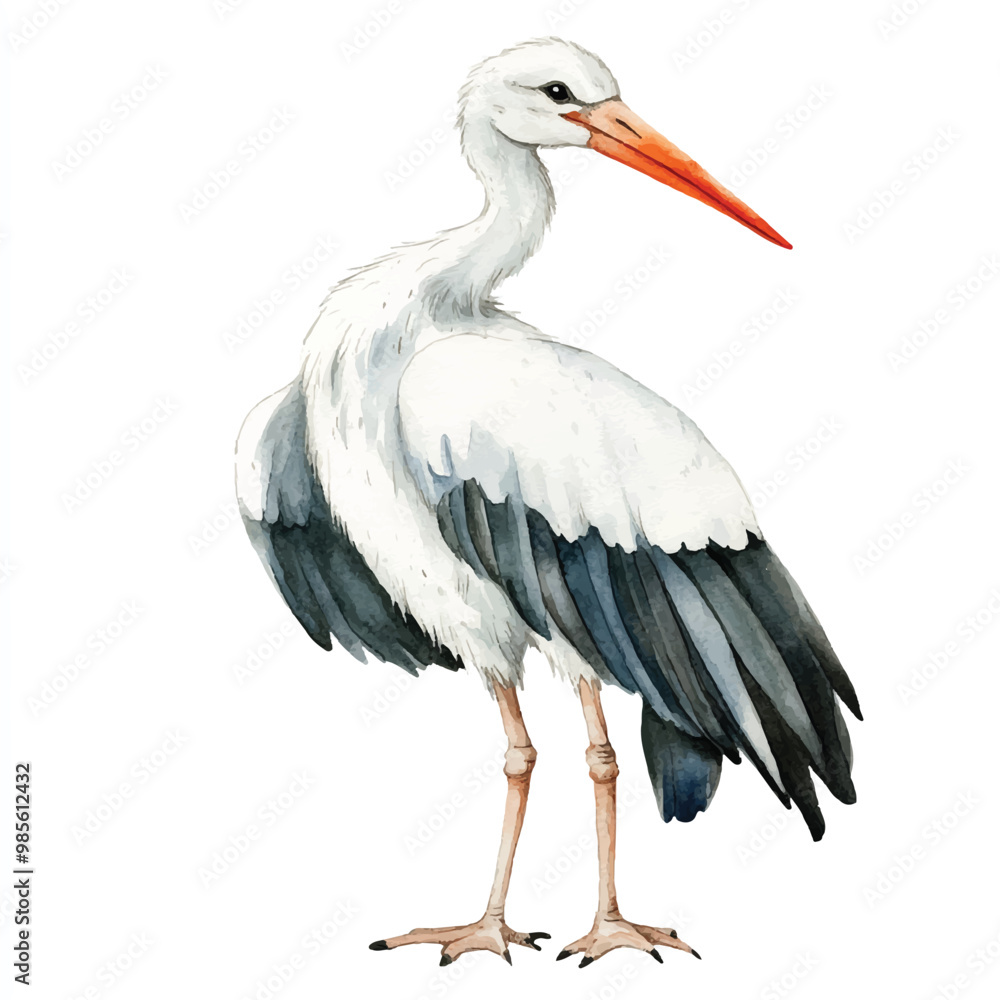 Fototapeta premium Stork watercolor clipart illustration isolated
