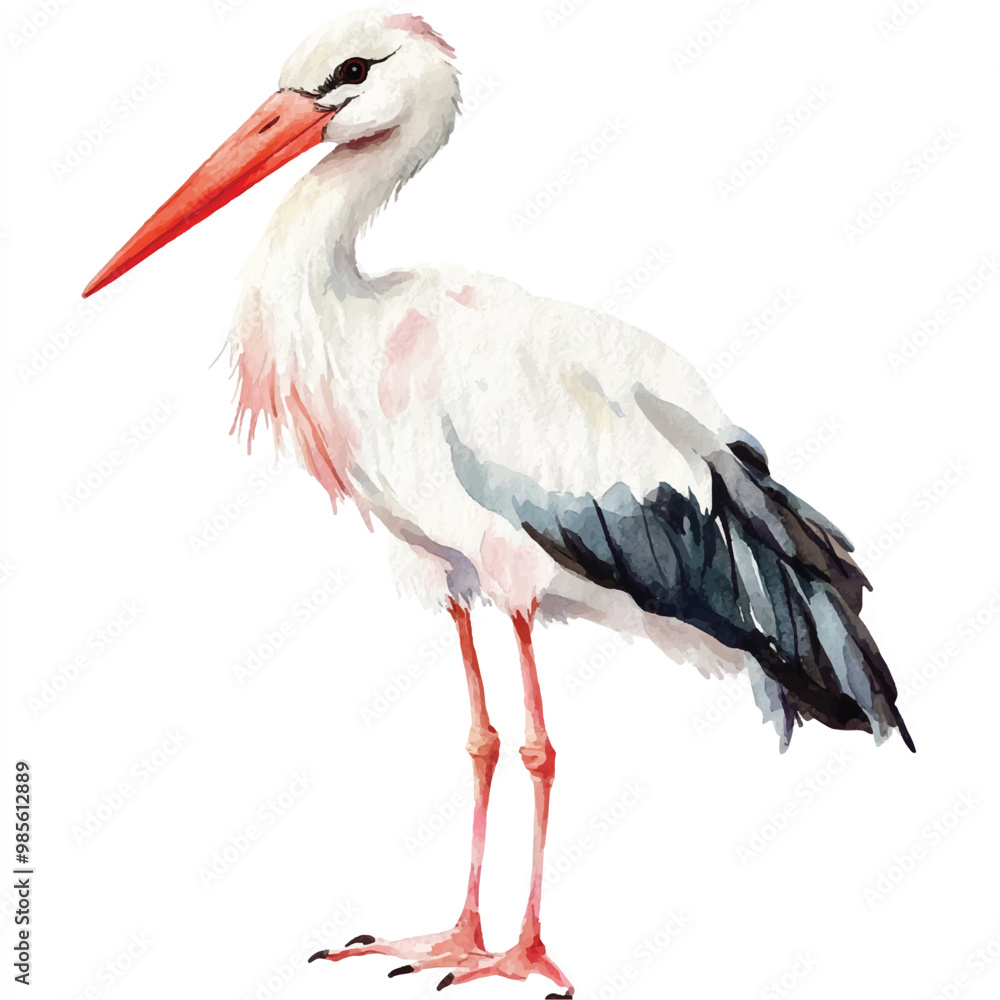Fototapeta premium Stork watercolor clipart illustration isolated
