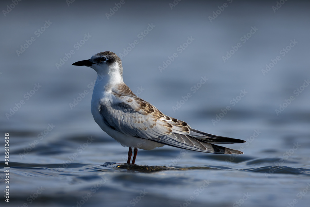 Juvenile White-winged Tern Gracefully Perched on a Lake Juvenile White-winged Tern Gracefully Perched on a Lake