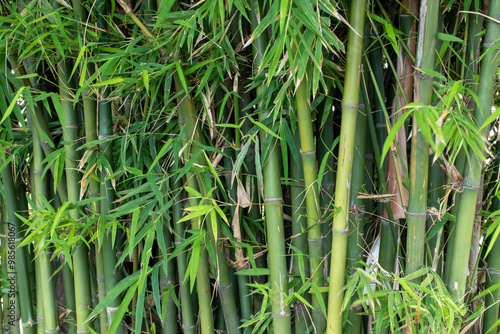 background texture nature bamboo tree flora herbal of asia at garden