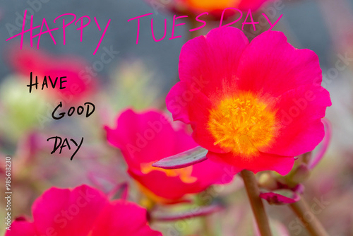 Photography happy tuesday have good day message card handwriting with pink flowers at garden