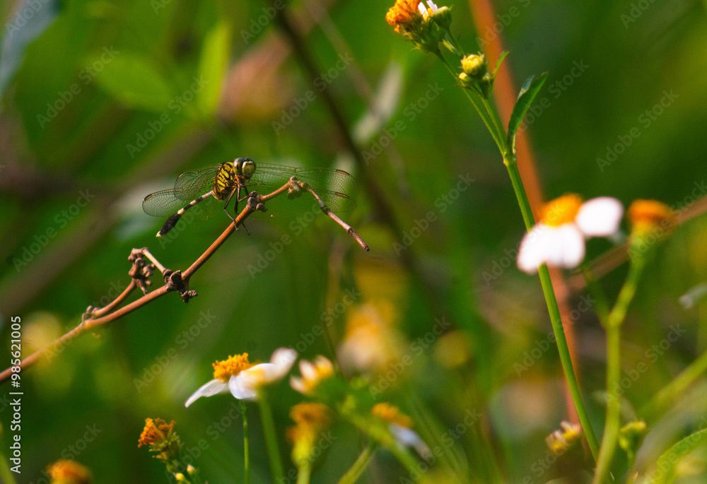 view of dragonflies perched on dry bamboo twigs view of dragonflies perched on dry bamboo twigs