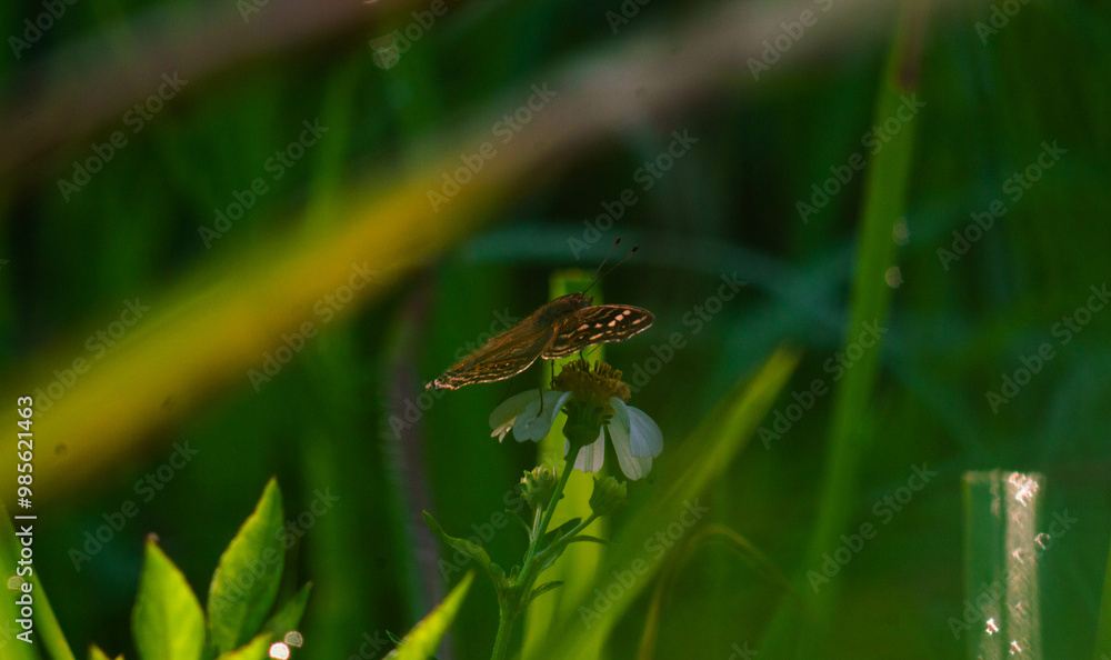 A black butterfly with the scientific name Hypolimnas bolina perched on a flower A black butterfly with the scientific name Hypolimnas bolina perched on a flower