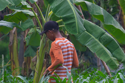 Gresik, Indonesia, January 20 2024 - a farmer hoeing in the garden photo