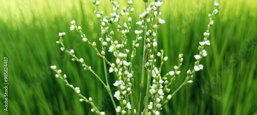 natural object crambe flower 