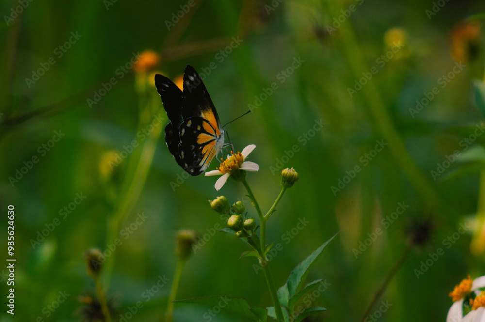 butterfly with a combination of black, white and yellow. butterfly looking for nectar.