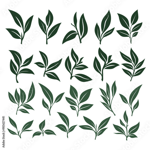 tea leaves vector. tea sprout with leaves. silhouette of tea leaves. tea Leaf silhouette Collection. 