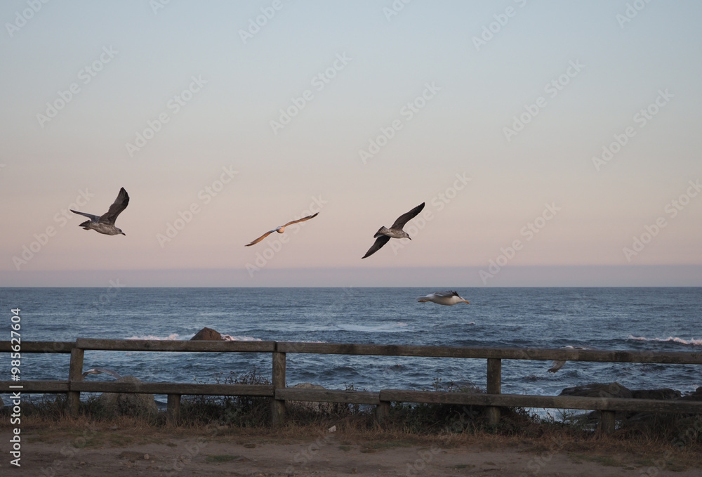 ave, gaviota, volar, volando, amanecer, océano, grupo, ave, gaviota, volar, volando, amanecer, océano, grupo,