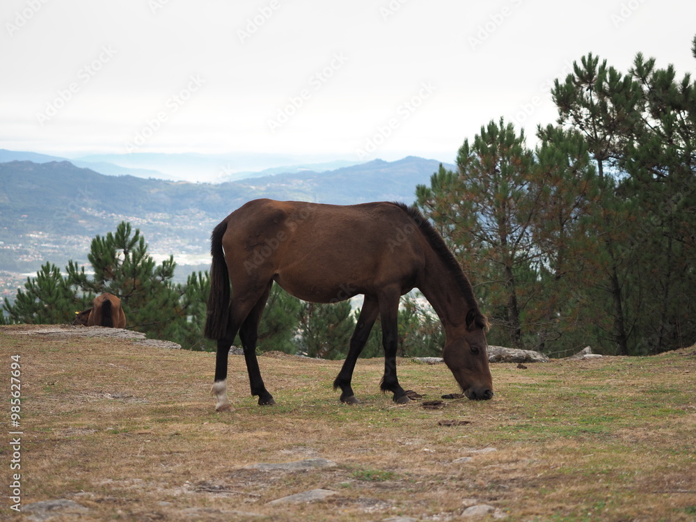 Obraz premium caballo