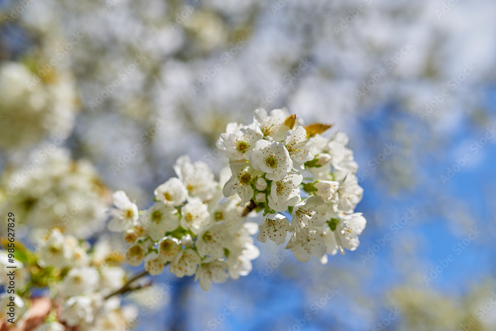 Flowers, blossom and mirabelle plum in garden for bright colorful display in season, tree and spring. Sustainability, earth and texture for plants in botany, nature and floral wallpaper as background Flowers, blossom and mirabelle plum in garden for bright colorful display in season, tree and spring. Sustainability, earth and texture for plants in botany, nature and floral wallpaper as background