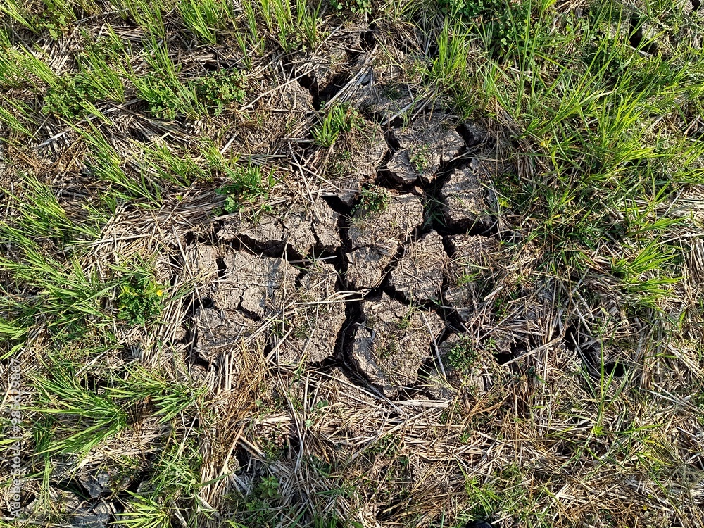 Obraz premium High resolution image showing dry, cracked soil surrounded by Green grass due to a long dry season