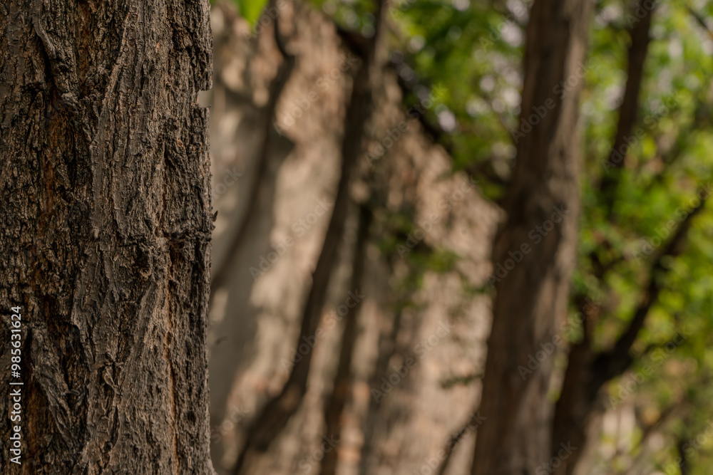 Close-up view of tree bark texture in a natural forest setting. The rough, detailed surface provides a rich, organic pattern ideal for backgrounds, nature projects, or environmental designs. Close-up view of tree bark texture in a natural forest setting. The rough, detailed surface provides a rich, organic pattern ideal for backgrounds, nature projects, or environmental designs.