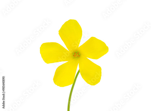 Bermuda buttercup flower isolated on white background, Oxalis pes-caprae photo