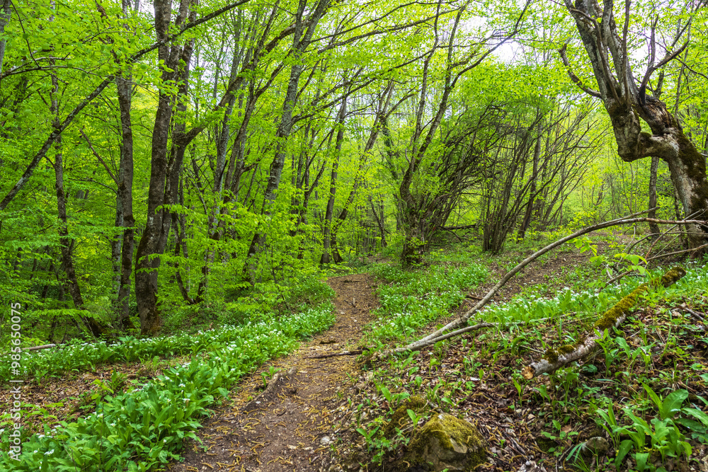 Fototapeta premium shallow mountain river, staritsa and nature walks, spring day