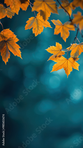 Maple leaves in warm autumn sunlight