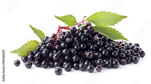 Fresh Black Elderberries with Green Leaves Isolated on White Background