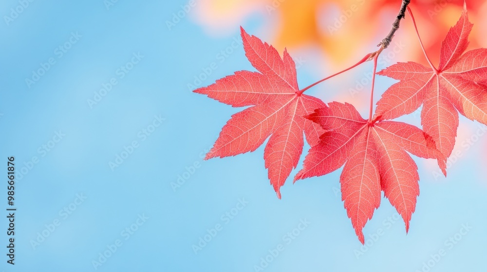 Vibrant red maple leaves contrast beautifully against a soft blue sky, capturing the essence of autumn's beauty. Vibrant red maple leaves contrast beautifully against a soft blue sky, capturing the essence of autumn's beauty.