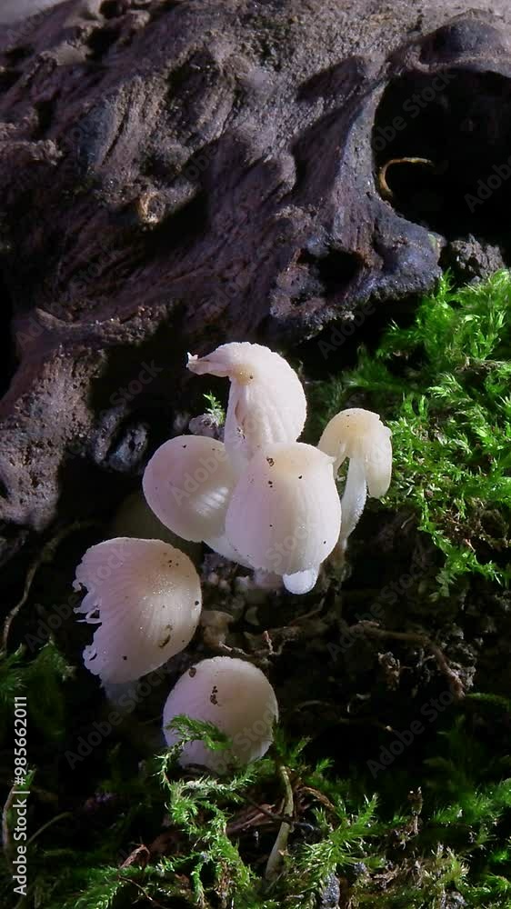 Vertical format time-lapse photography of wild fungus growth Vertical format time-lapse photography of wild fungus growth