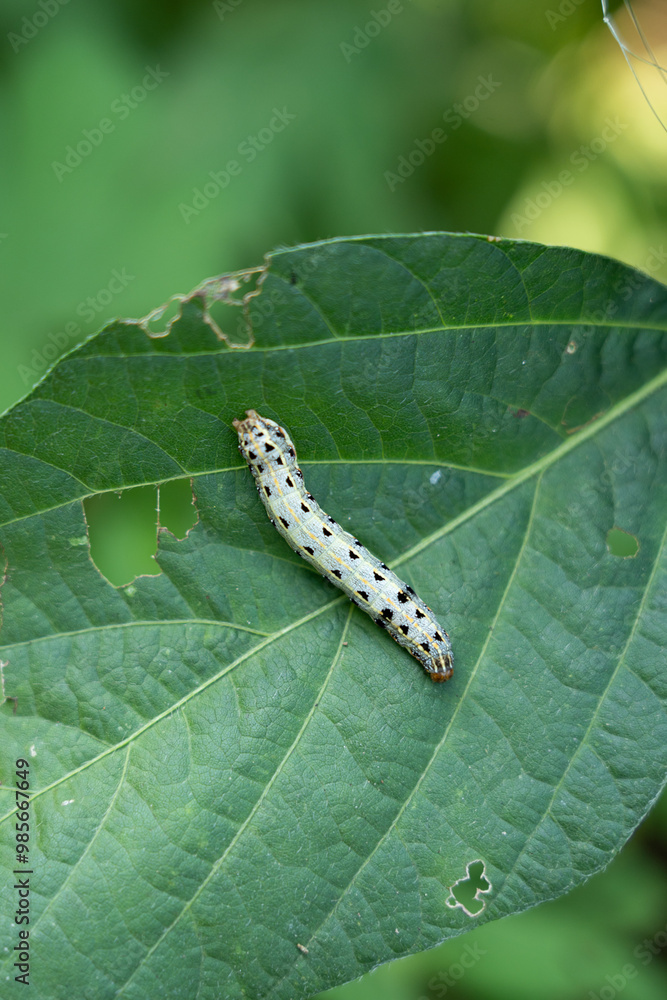 spodoptera litura larva on green leaf in the field. Insect pests spodoptera litura larva on green leaf in the field. Insect pests