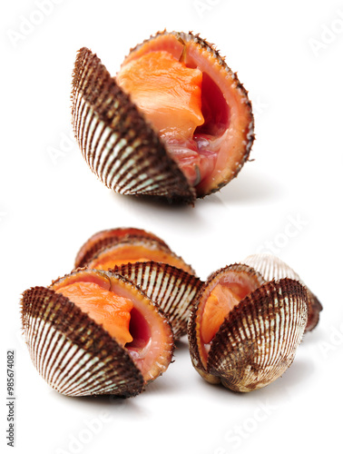 Wallpaper Mural Scapharca subcrenata on white background  Torontodigital.ca