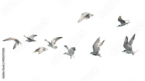 Flock of seagull flying isolated on white background.