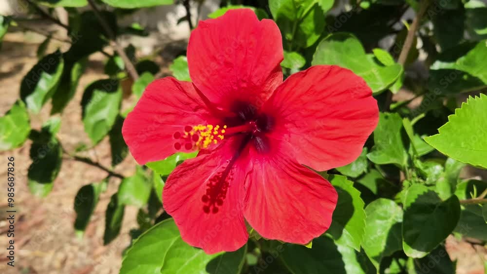 Flowers of a Chinese hibiscus (Hibiscus rosa-sinensis) which is loved for its aesthetic appearance as well as its medicinal value.