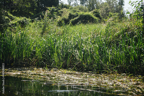 River grass texture. Reeds background. Plant in water. River amidst lush vegetation. Flowing water texture. Green water grass pattern. Flowing water wild nature.