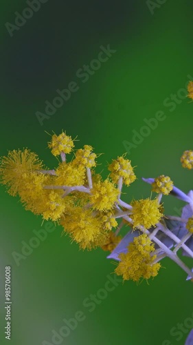 Vertical format time-lapse photography of Bailey's Acacia flowers blooming photo