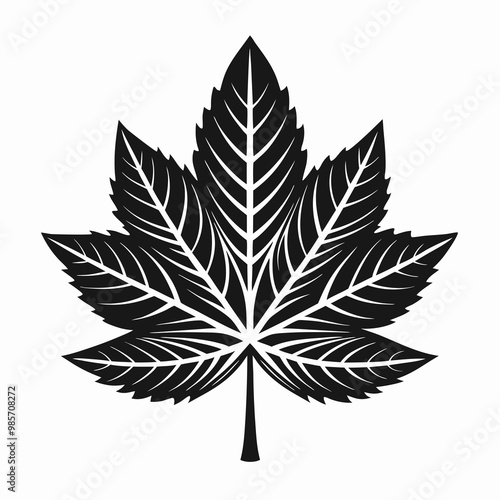Black Leaf of Wood on White Background