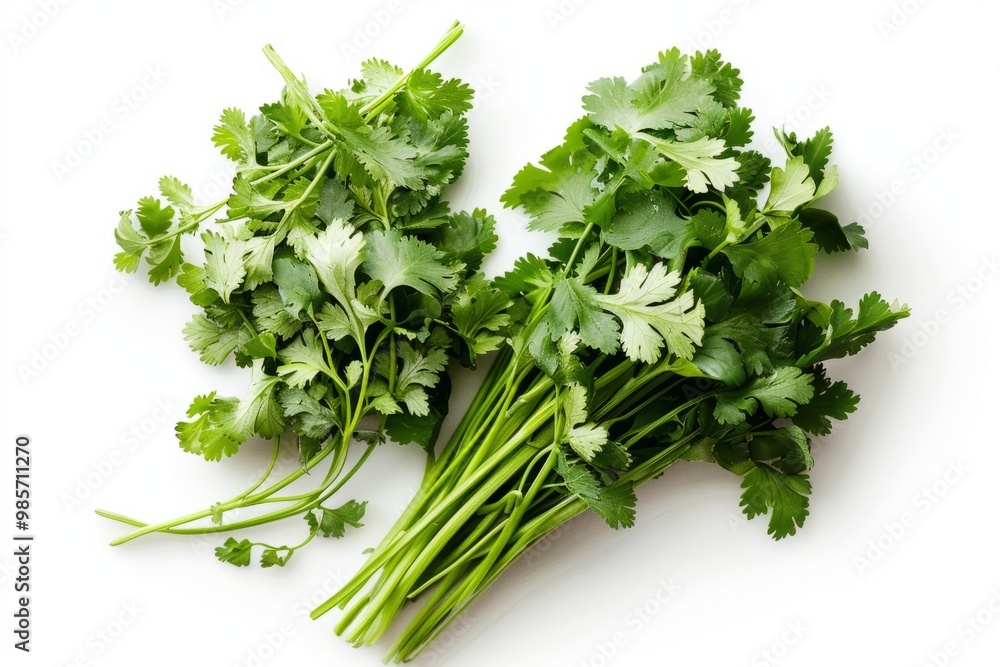 A fresh Cilantro and Cilantro Power isolated on white A fresh Cilantro and Cilantro Power isolated on white