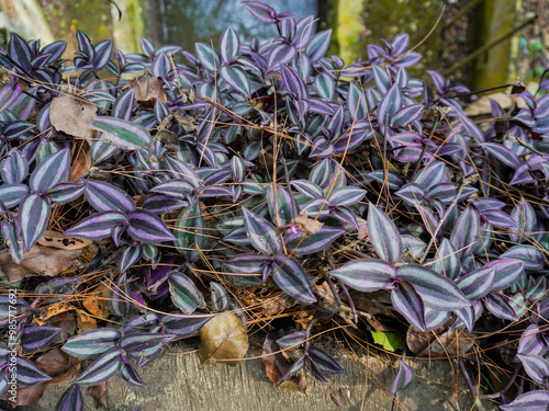 closeup of Zebrakraut vines or striped grass (Tradescantia zebrina) previously known as Zebrina pendula photo