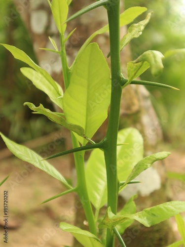 Orange tree branches full of sharp thorns on a natural striped background