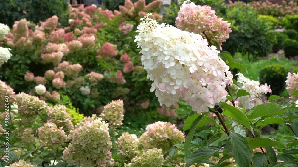 Hydrangeas bloom garden. White bud Hydrangea flower. Hydrangeas bloom garden. White bud Hydrangea flower.