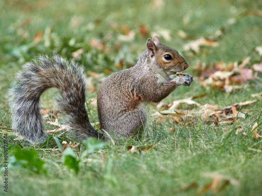Grey Squirrel in a park. Sciurus carolinensis Grey Squirrel in a park. Sciurus carolinensis