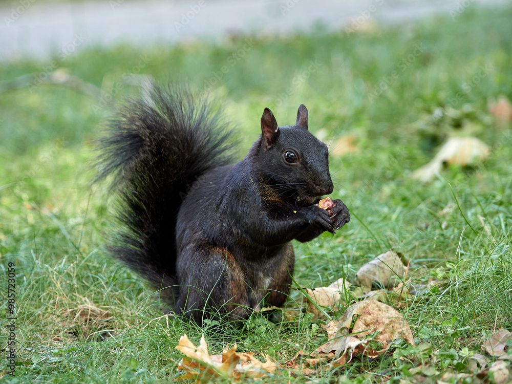 Grey Squirrel in a park. Sciurus carolinensis Grey Squirrel in a park. Sciurus carolinensis