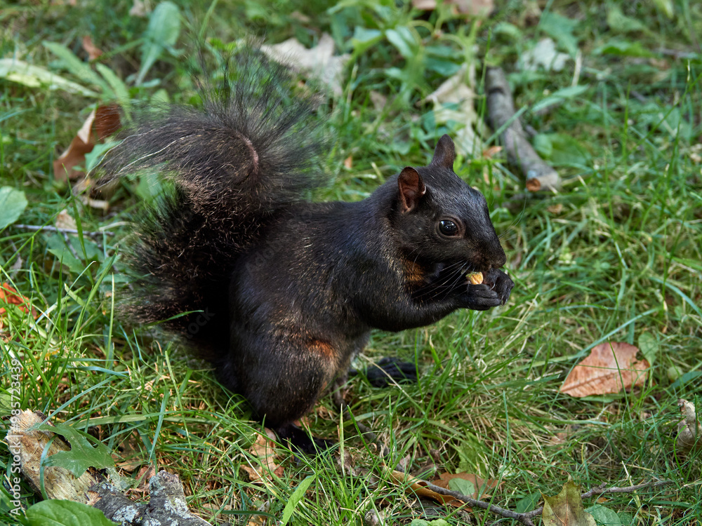 Grey Squirrel in a park. Sciurus carolinensis Grey Squirrel in a park. Sciurus carolinensis