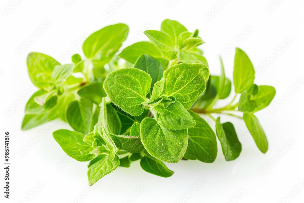 A fresh Marjoram and Marjoram Power isolated on white A fresh Marjoram and Marjoram Power isolated on white