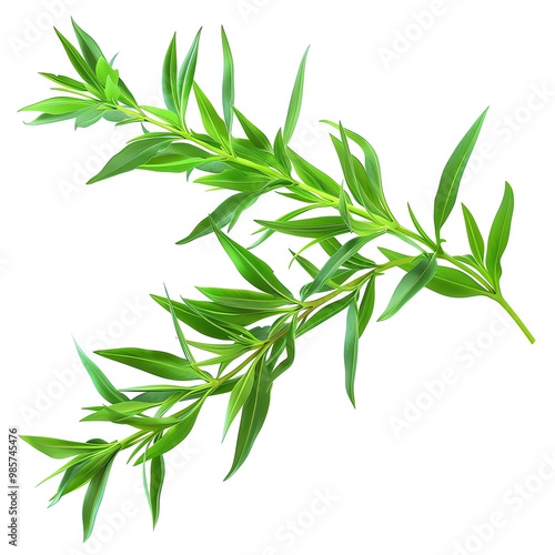 A sprig of tarragon, herb element, photorealistic, green, isolated on white background