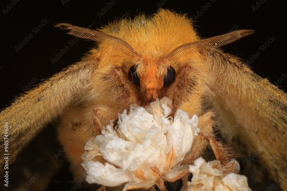 Naklejka premium Moth, Close up of a moth. Night butterfly 