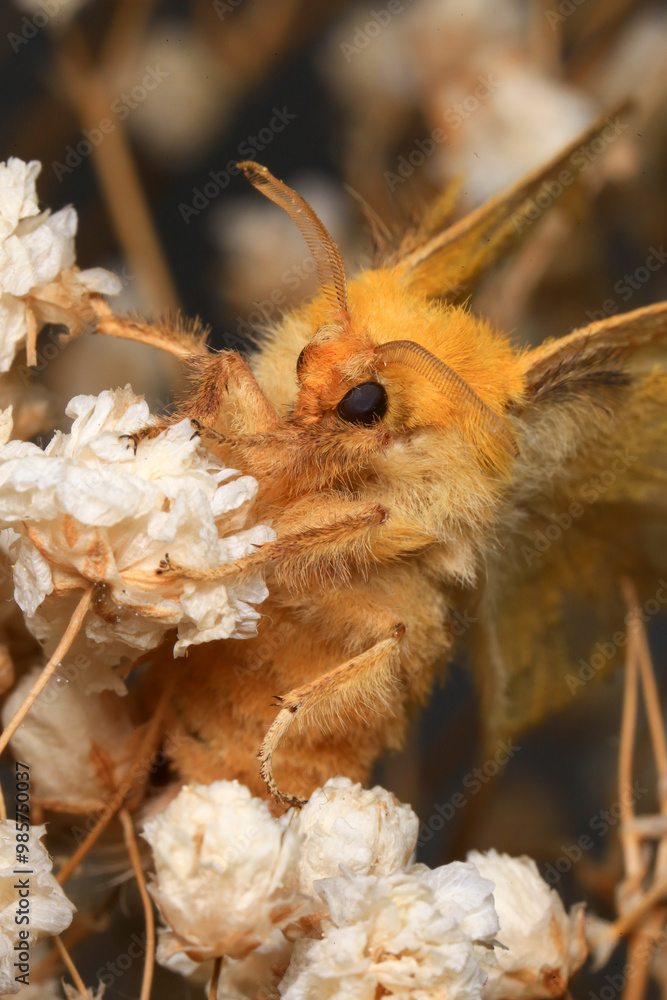 Moth, Close up of a moth. Night butterfly Moth, Close up of a moth. Night butterfly
